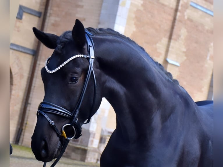Rhinelander Gelding 3 years 16,3 hh Black in Neuss