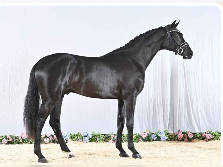 Rhinelander Gelding 3 years 16,3 hh Black in Neuss
