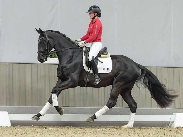 Rhinelander Gelding 3 years Black in Münster-Handorf