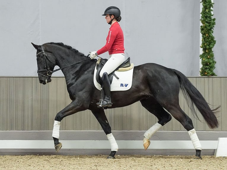 Rhinelander Gelding 3 years Black in Münster-Handorf