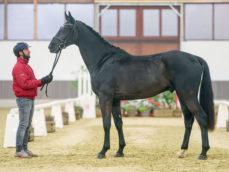 Rhinelander Gelding 3 years Black in Münster-Handorf