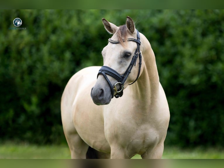 Rhinelander Gelding 4 years 14,1 hh Dun in Kortessem