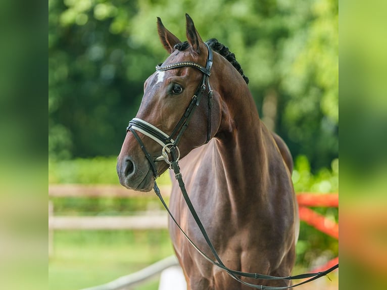 Rhinelander Gelding 4 years 16,1 hh Bay-Dark in Münster