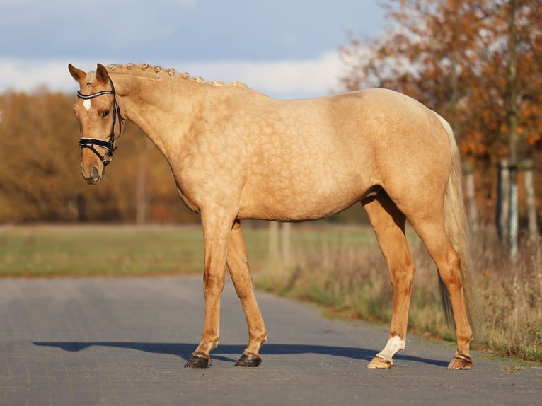 Rhinelander Gelding 4 years 16.1 hh Palomino in Loewenberger Land, 30 min von Berlin