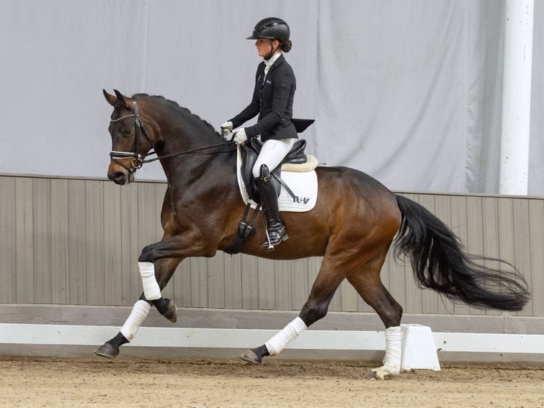 Rhinelander Gelding 4 years 16.1 hh Smoky-Black in Münster-Handorf
