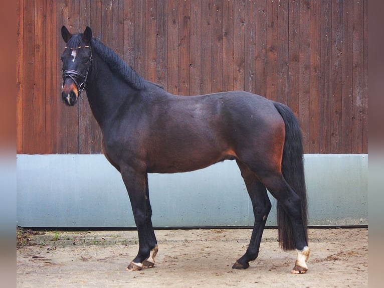 Rhinelander Gelding 4 years 16 hh Brown in Wesel