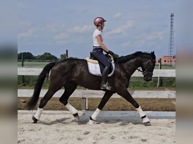 Rhinelander Gelding 4 years 16,2 hh Bay-Dark in Leipzig