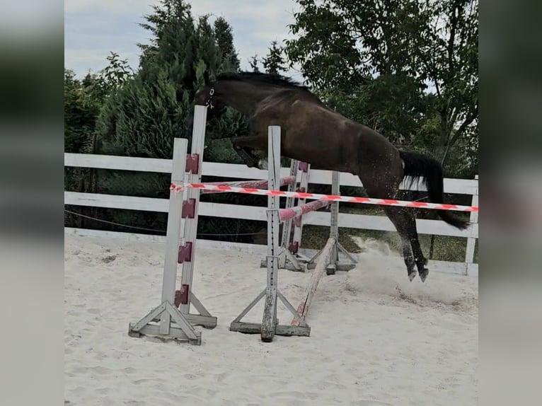 Rhinelander Gelding 4 years 16,2 hh Bay-Dark in Leipzig