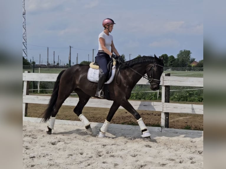 Rhinelander Gelding 4 years 16,2 hh Bay-Dark in Leipzig