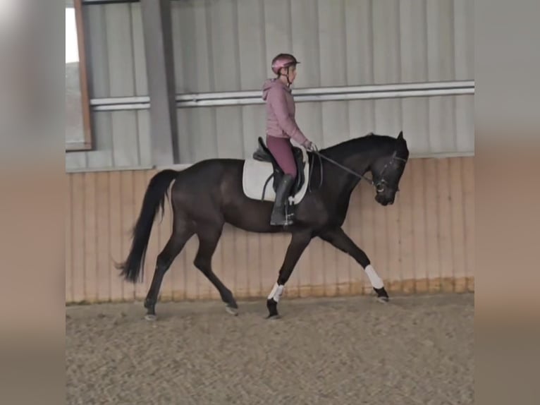 Rhinelander Gelding 4 years 16,2 hh Bay-Dark in Leipzig