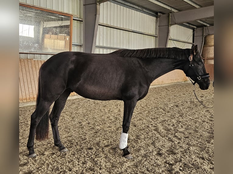 Rhinelander Gelding 4 years 16,2 hh Bay-Dark in Leipzig