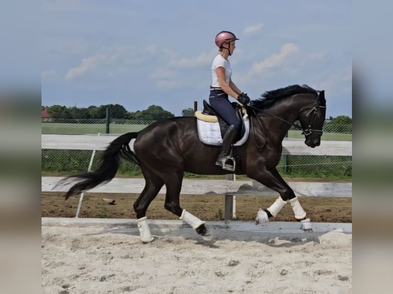 Rhinelander Gelding 4 years 16,2 hh Bay-Dark in Leipzig