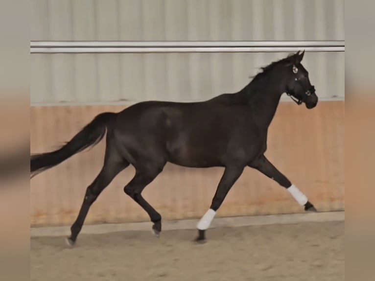 Rhinelander Gelding 4 years 16,2 hh Bay-Dark in Leipzig