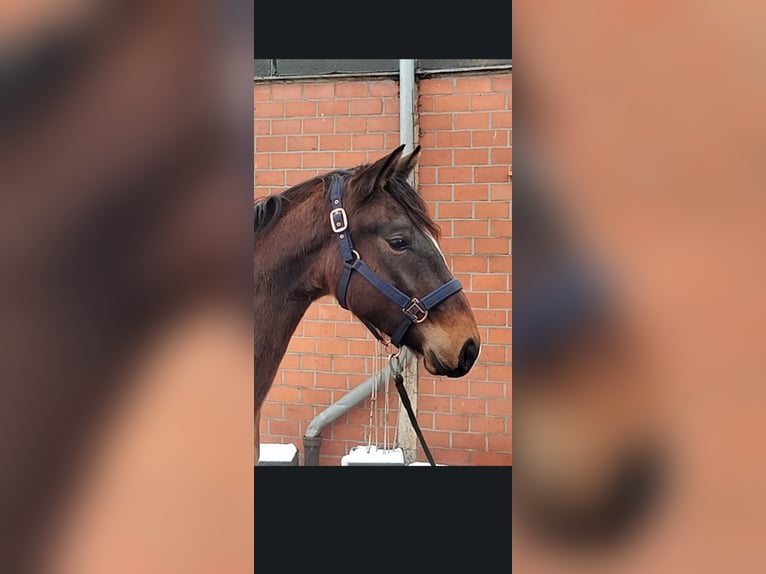 Rhinelander Gelding 4 years 16,2 hh Brown in Viersen