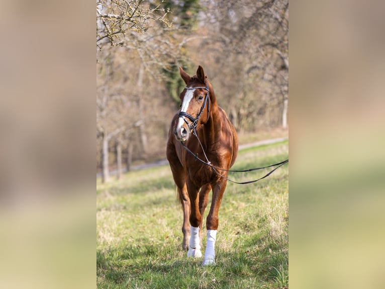 Rhinelander Gelding 4 years 17.1 hh Chestnut-Red in Reilingen