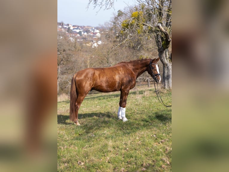 Rhinelander Gelding 4 years 17.2 hh Chestnut-Red in Reilingen