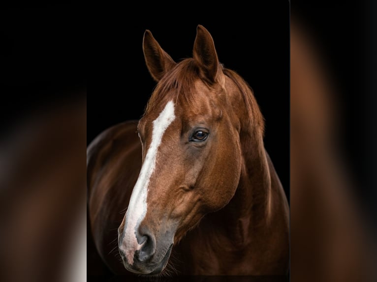 Rhinelander Gelding 4 years 17.2 hh Chestnut-Red in Reilingen