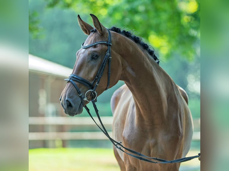 Rhinelander Gelding 4 years 17 hh Brown in M&#xFC;nster