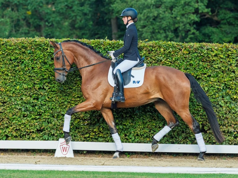 Rhinelander Gelding 4 years 17 hh Brown in M&#xFC;nster