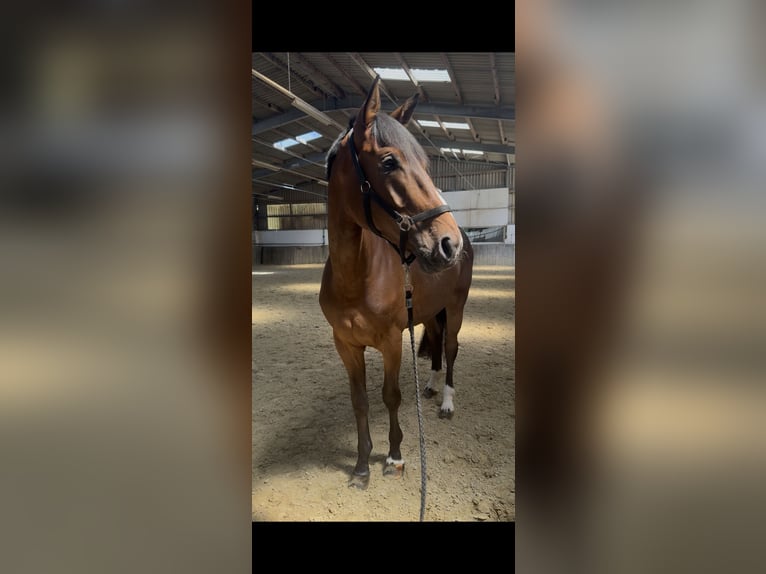 Rhinelander Gelding 4 years 17 hh Brown in Kaarst