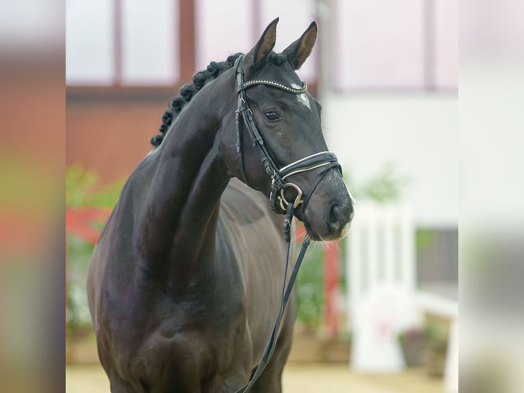 Rhinelander Gelding 4 years Black in Münster-Handorf