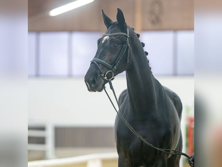 Rhinelander Gelding 4 years Black in Münster-Handorf