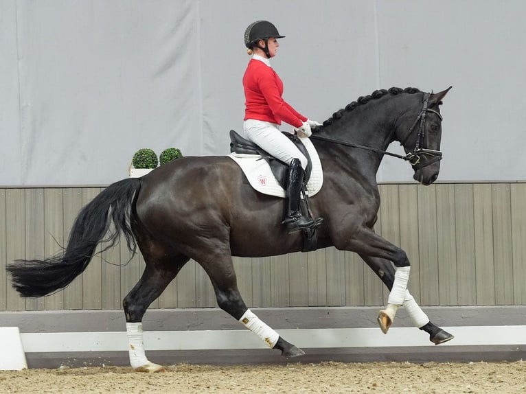 Rhinelander Gelding 4 years Black in Münster-Handorf