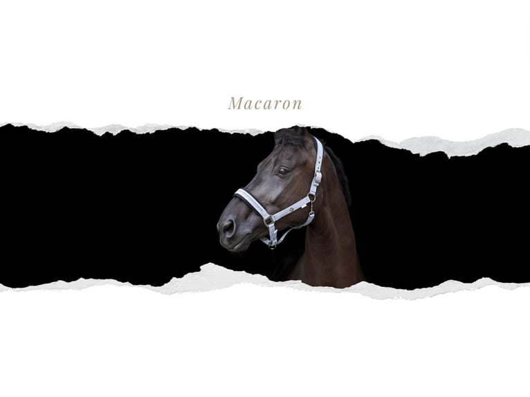 Rhinelander Gelding 4 years Black in Niederkr&#xFC;chten