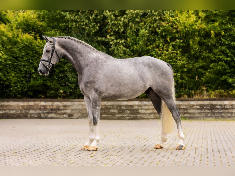 Rhinelander Gelding 4 years Grey in Bocholt