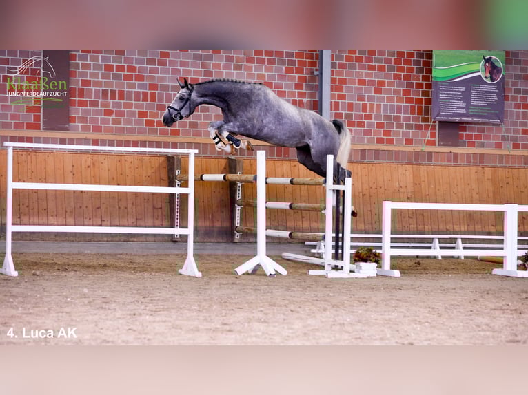 Rhinelander Gelding 4 years Grey in Bocholt