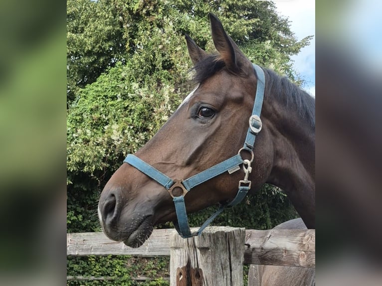 Rhinelander Gelding 5 years 16.1 hh Brown in Baesweiler