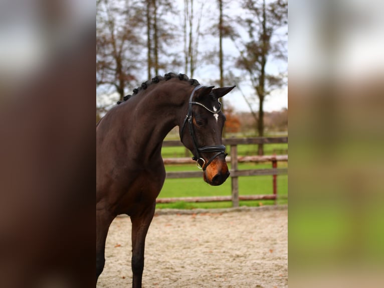 Rhinelander Gelding 5 years 16 hh Bay-Dark in Xanten