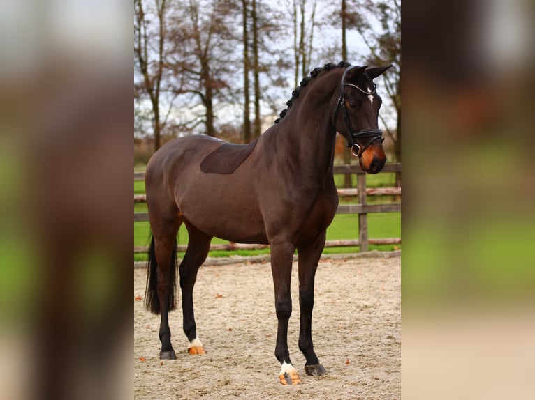 Rhinelander Gelding 5 years 16 hh Bay-Dark in Xanten