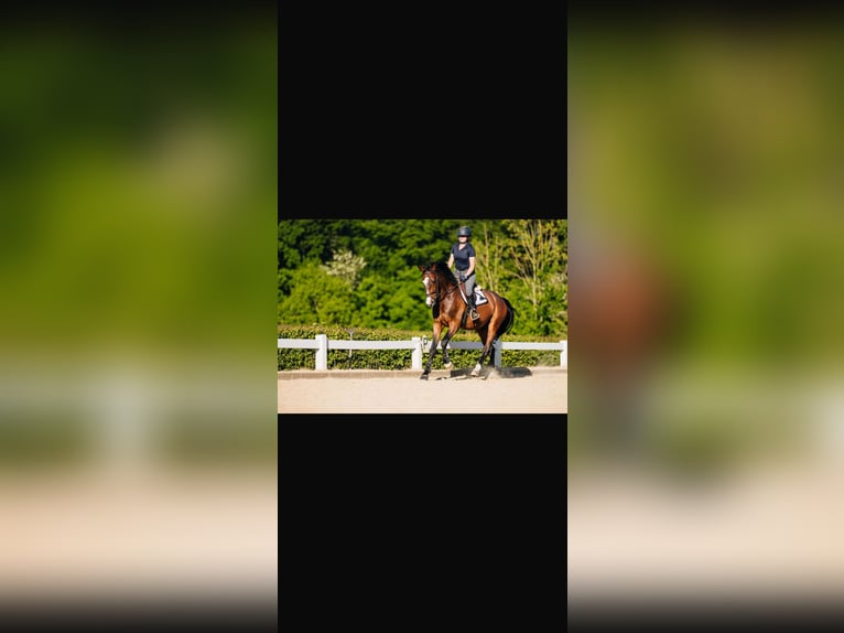 Rhinelander Gelding 5 years 16 hh Bay-Dark in Rheinbach