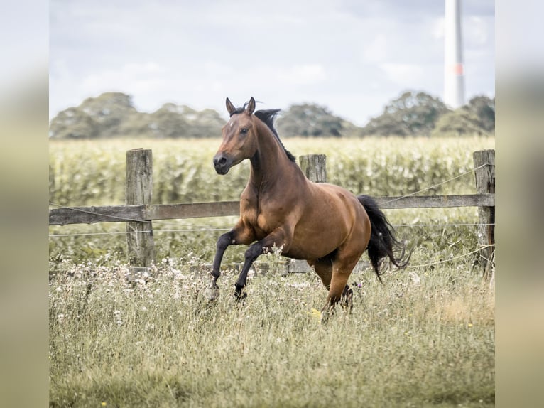 Rhinelander Gelding 5 years 16 hh Brown in Geldern