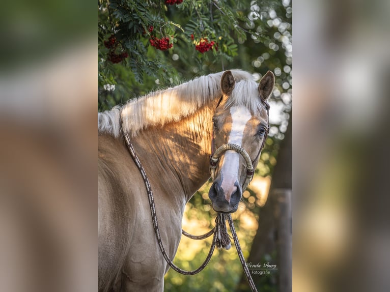 Rhinelander Gelding 5 years 16 hh Dun in WardenburgWardenburg