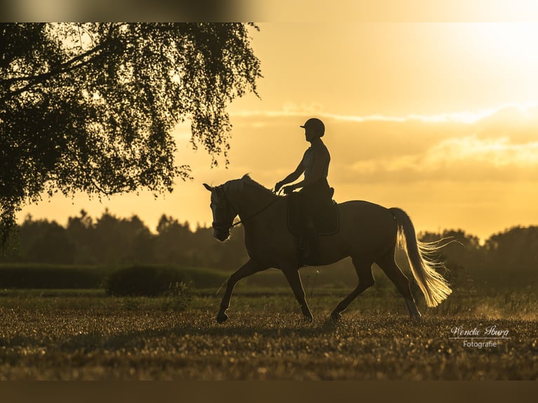 Rhinelander Gelding 5 years 16 hh Dun in WardenburgWardenburg