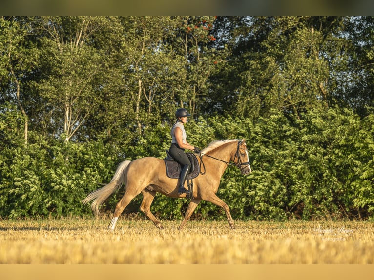 Rhinelander Gelding 5 years 16 hh Dun in WardenburgWardenburg