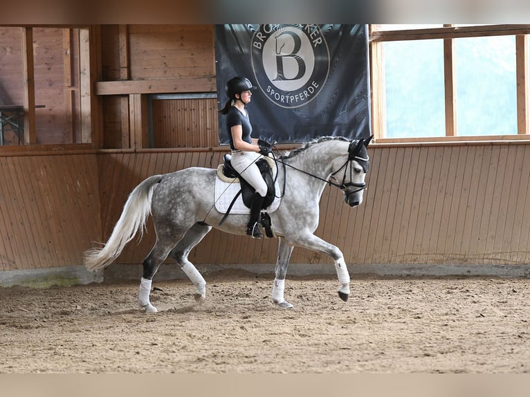 Rhinelander Gelding 5 years 16 hh Gray in Riedstadt