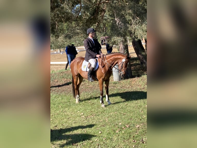 Rhinelander Gelding 5 years 16,1 hh Brown in Nebelsch&#xFC;tz