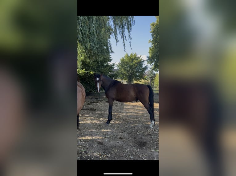 Rhinelander Gelding 5 years 16,2 hh Bay-Dark in Rubkow