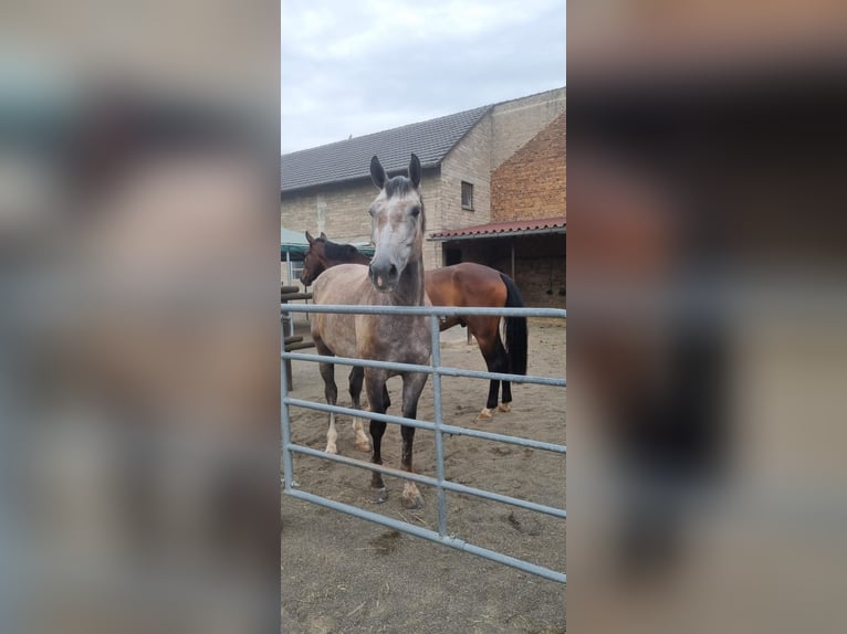 Rhinelander Gelding 5 years 16,2 hh Grey in K&#xF6;ln