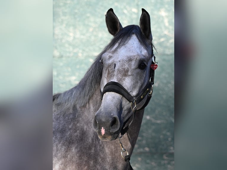 Rhinelander Gelding 5 years 16,2 hh Grey in K&#xF6;ln