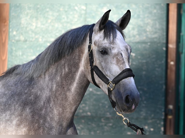 Rhinelander Gelding 5 years 16,2 hh Grey in K&#xF6;ln