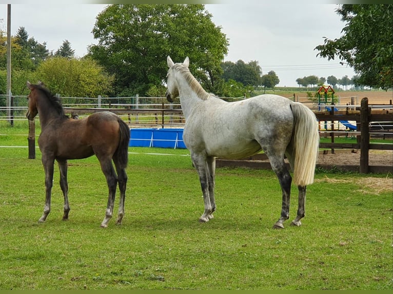 Rhinelander Gelding 5 years 16,2 hh Grey in K&#xF6;ln