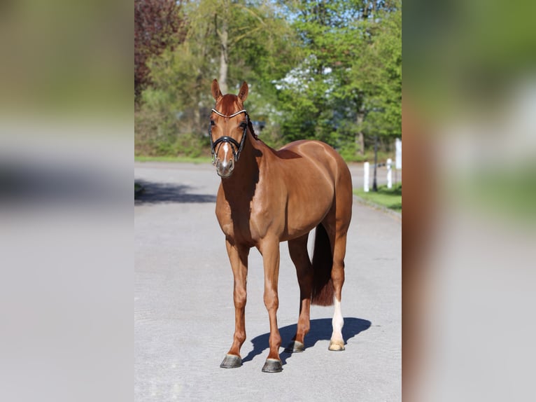 Rhinelander Gelding 6 years 16.1 hh Chestnut-Red in Schwäbisch Hall