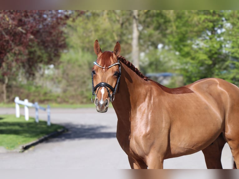 Rhinelander Gelding 6 years 16.1 hh Chestnut-Red in Schwäbisch Hall