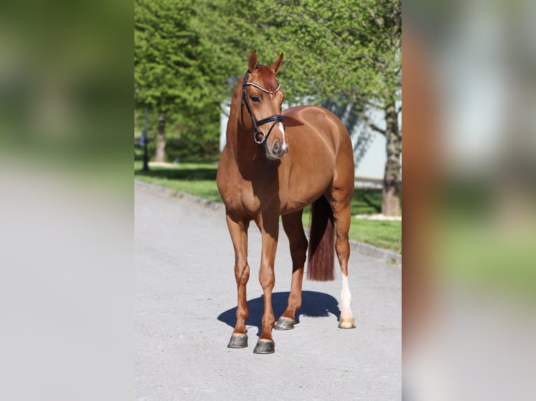 Rhinelander Gelding 6 years 16.1 hh Chestnut-Red in Schwäbisch Hall