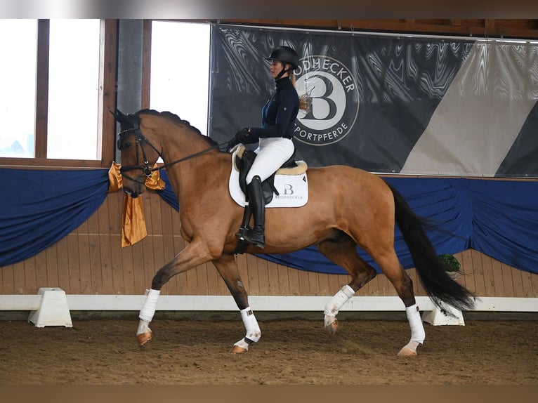 Rhinelander Gelding 6 years 16,3 hh Brown in Riedstadt