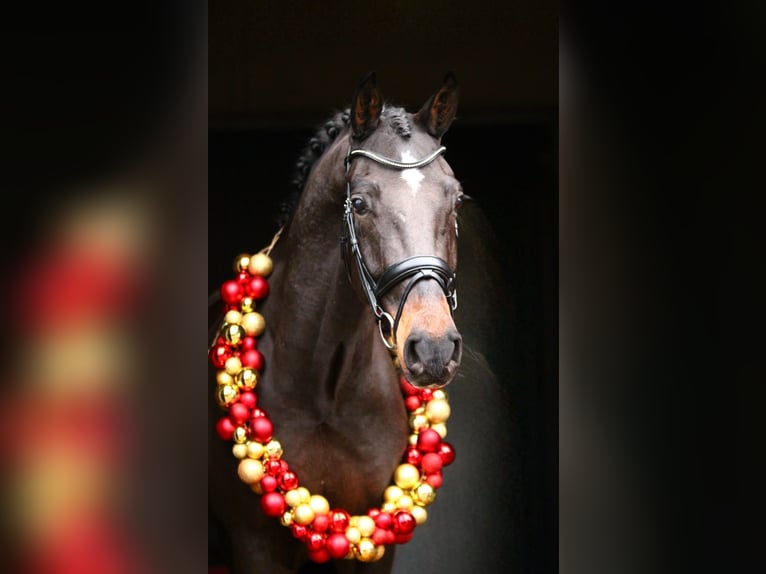 Rhinelander Gelding 6 years 16 hh Bay-Dark in Xanten